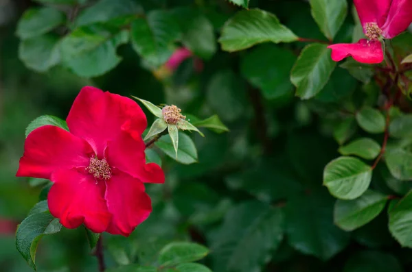 Frumoasă Floare Roșie Înflorind Grădină — Fotografie, imagine de stoc