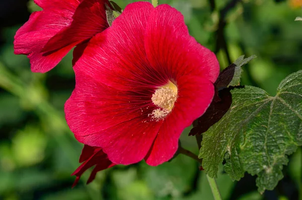 美しい赤い花の庭の花 — ストック写真