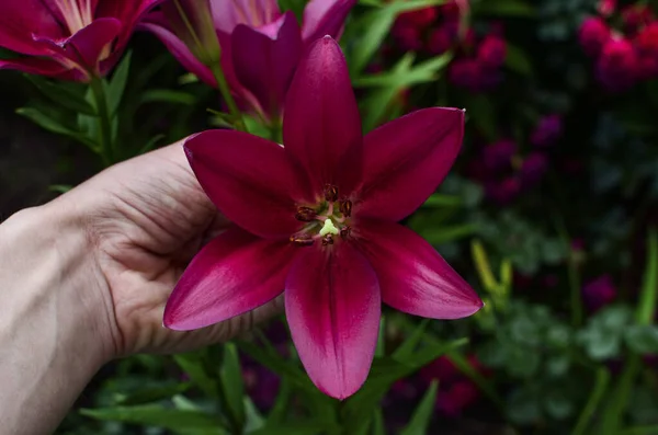 Mor-pembe zambak bahçede çiçek açıyor