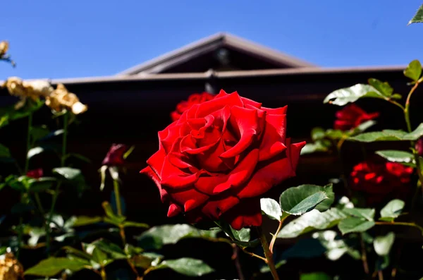 Rosa Floreciendo Casa — Foto de Stock