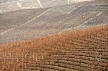 Üzüm bağı, sarmaşığın monokültürü üzerine kurulmuş bir arazidir. Langhe 'de, asma sıraları güzel çizimler ve geometriler çizer..