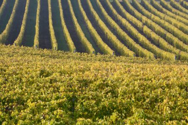 Üzüm bağı, sarmaşığın monokültürü üzerine kurulmuş bir arazidir. Langhe 'de, asma sıraları güzel çizimler ve geometriler çizer..
