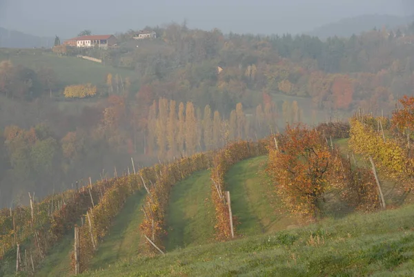 Szőlő Egy Telek Szentelt Monokultúra Szőlő Langhe Ben Szőlősorok Gyönyörű — Stock Fotó