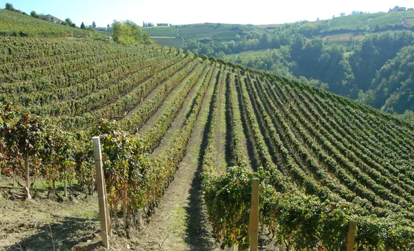 Vinha Terreno Dedicado Monocultura Vinha Langhe Fileiras Videiras Desenham Belos — Fotografia de Stock