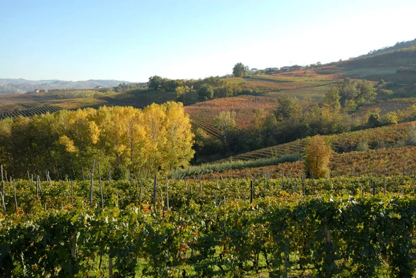 Podzim Langhe Piemontu Zázrak Teplých Barev Žlutými Listy Vinic Kopců — Stock fotografie