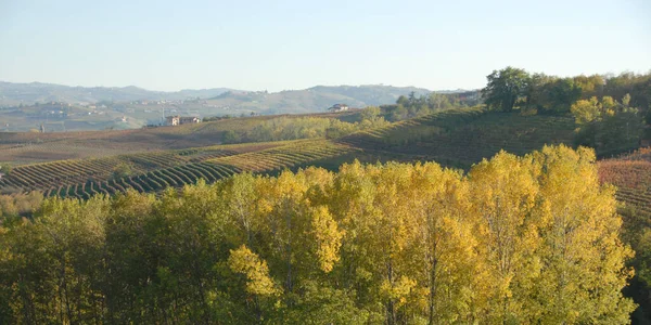 Otoño Langhe Piamonte Una Maravilla Colores Cálidos Con Las Hojas — Foto de Stock