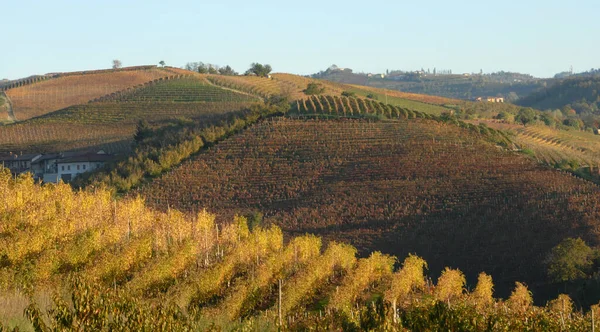 The vineyard is a plot of land dedicated to the monoculture of the vine. In the Langhe, the rows of vines draw beautiful drawings and geometries.
