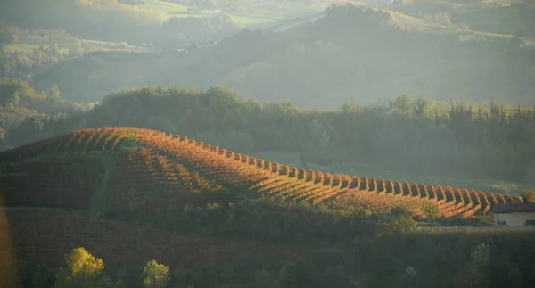 Viñedo Una Parcela Tierra Dedicada Monocultivo Vid Langhe Las Hileras — Foto de Stock