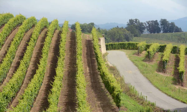 Виноградник Представляет Собой Участок Земли Посвященный Монокультуре Виноградной Лозы Ланге — стоковое фото