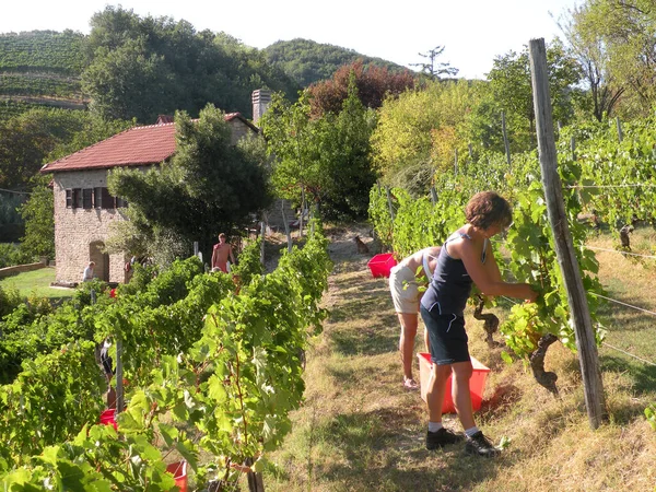 Piedmont 'taki Langhe' de hasat zamanı bir kutlama anıdır. Üzüm, üzüm, sarmaşık kokularıyla çevrilidir..