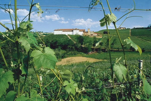 Vinha Terreno Dedicado Monocultura Vinha Langhe Fileiras Videiras Desenham Belos — Fotografia de Stock