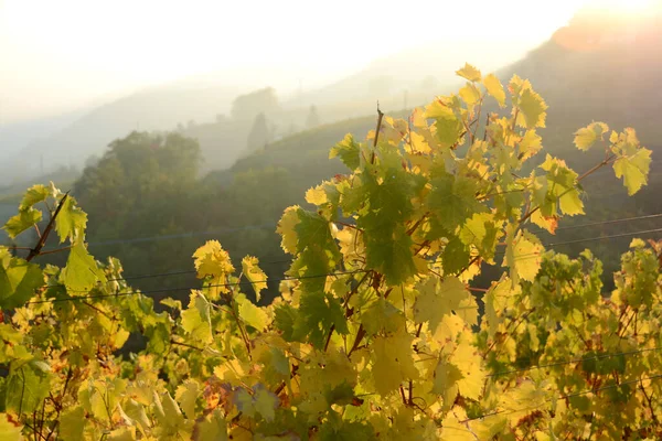 Autumn Langhe Piedmont Marvel Warm Colors Yellow Leaves Vineyards Hills — Stock Photo, Image