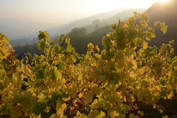 Autumn Langhe Piedmont Marvel Warm Colors Yellow Leaves Vineyards Hills — Stock Photo, Image