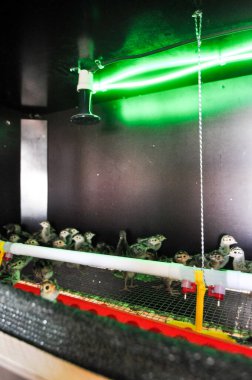 Sıcak bir lambanın altındaki kuluçkada sülün tavukları. Yumurta kuluçka, tarım, tarım