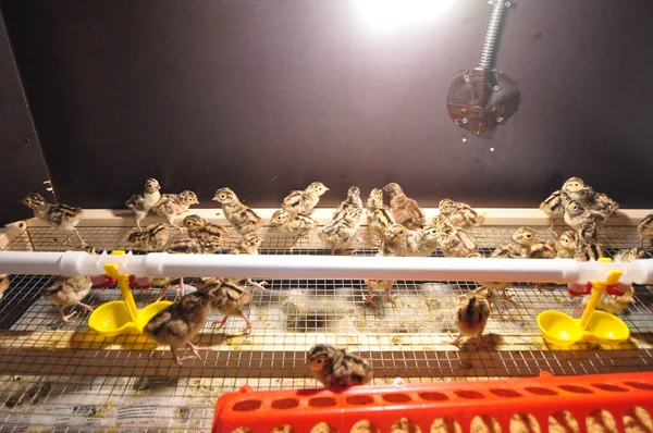 Polli fagiano in una covata sotto una lampada calda. Incubazione delle uova, agricoltura, agricoltura Immagini Stock Royalty Free