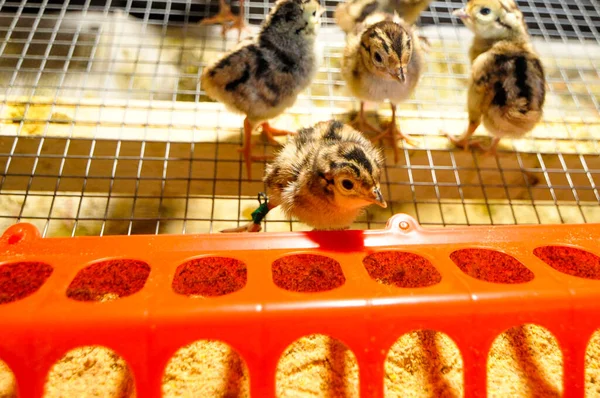 Polli fagiano in una covata sotto una lampada calda. Incubazione delle uova, agricoltura, agricoltura Fotografia Stock