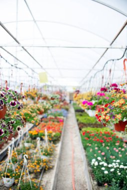 Çiçek yetiştirmek için sera. Ev yetiştirme, çiçekçilik konsepti.
