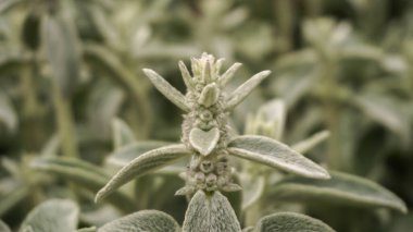 Yumuşak yeşil yapraklı bitki, bahar günü