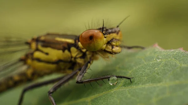 Incrível amarelo libélula tiro close-up, imagem de foco seletivo — Fotografia de Stock