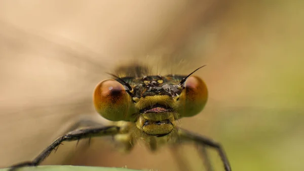 Incrível amarelo libélula olhos tiro close-up, imagem foco seletivo — Fotografia de Stock