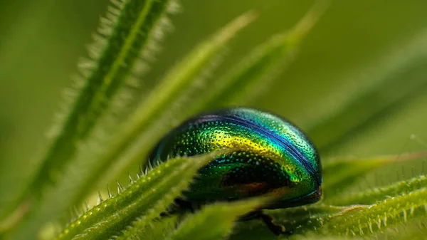 Escarabajo brillante Chrysolina herbacea ocupado comiendo verduras — Foto de Stock