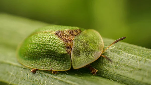 Cassida rubiginosa sobre la hierba en una cáscara duradera — Foto de Stock