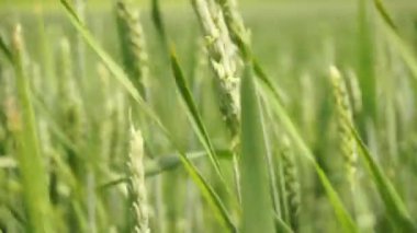 Taze yemyeşil buğday tarlası