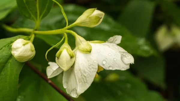 雨滴中的白色茉莉花 — 图库照片