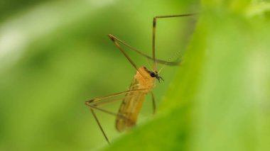 Büyük sivrisinek çimlerin üzerinde geceyi bekliyor, seçici odak görüntüsü