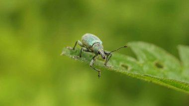 Yaprağın üzerinde turkuaz buğday biti, seçici bir odak
