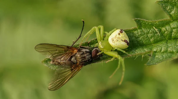 Grüne Spinne Fing Eine Fliege Selektiver Fokus — Stockfoto