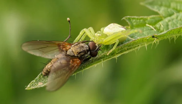 Grüne Spinne Fing Eine Fliege Selektiver Fokus — Stockfoto