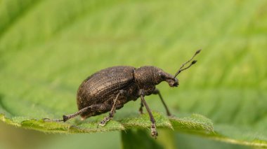 Yaprağın üzerindeki büyük kahverengi buğday biti, seçici odaklı.