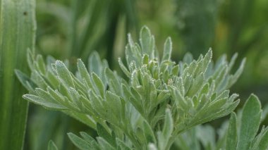 Güzel bitki. Nazikçe yeşil, yaz günü.
