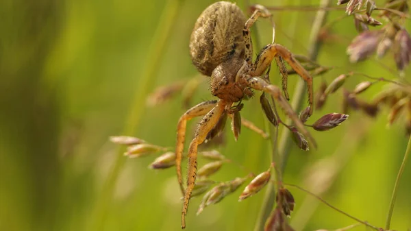 Große Braune Spinne Auf Feldgras Selektiver Fokus — Stockfoto