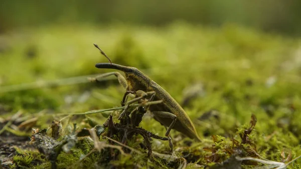 Gele Snuitkever Loopt Langs Het Mos — Stockfoto