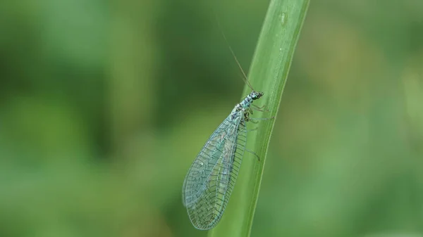 Modrá chrysoperla carnea na trávě, léto — Stock fotografie