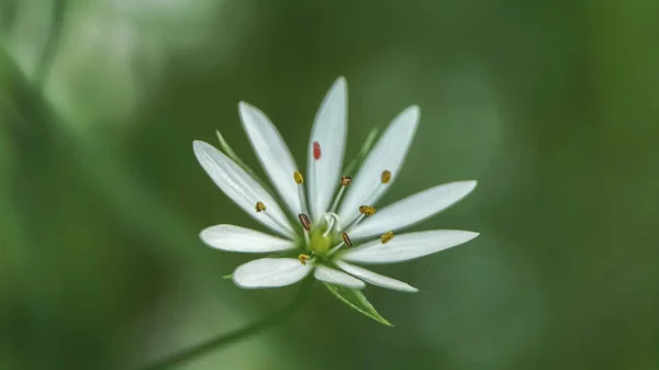 森の中の美しい小さな白い花 — ストック写真