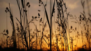 Günbatımı arka planında çimenlerin büyüleyici silueti, seçici odak