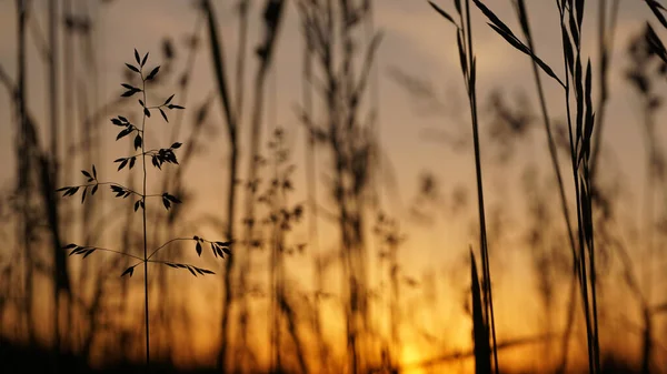 Mesmerizing Silhouette Field Grass Sunset Background Selective Focus — Stock Photo, Image