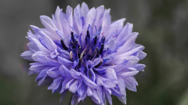 Flowering Blue Cornflowers Summer Day — Stock Photo, Image