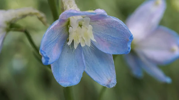 Floração Delphinium Azul Pálido Jardim — Fotografia de Stock