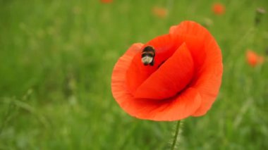 Yaban arısı, yaz tarlasında kırmızı gelinciği tozlaştırır.