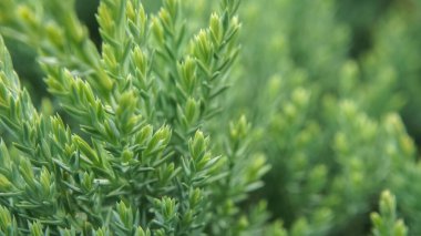 Bahçede büyüyen güzel yeşil çalı