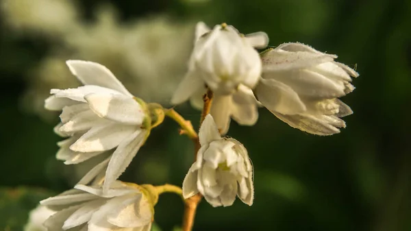 可爱的小白花 有选择的焦点 — 图库照片