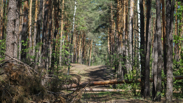 pine forest and fallen tree