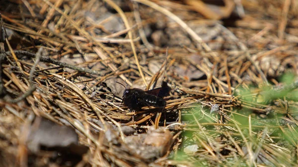 Xylocopa Violacea Droge Naalden — Stockfoto