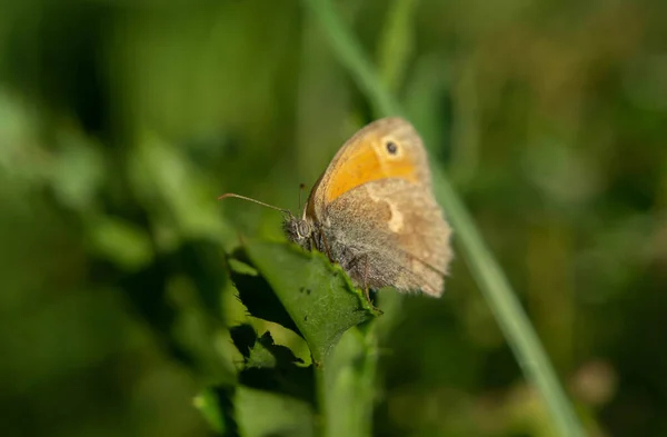 Hyponephele lupina auf einer Pflanze an einem warmen Sommertag — Stockfoto