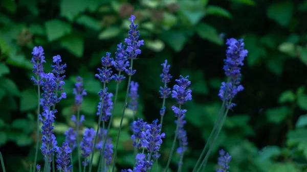 İnanılmaz güzel açan lavanta çiçekleri, yaz günü.