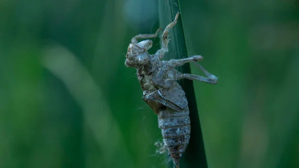 Pele de inseto deixada em uma planta de junco, verão — Fotografia de Stock